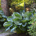 Hosta, Abiqua Drinking Gourd #1