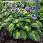Hosta, Beyond Glory #1