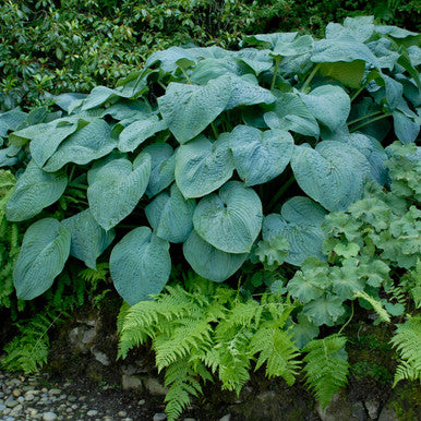 Hosta, Blue Angel #1