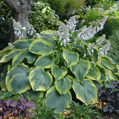 Hosta, Earth Angel #1