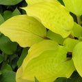 Hosta, Fire Island #1