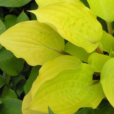 Hosta, Fire Island #1
