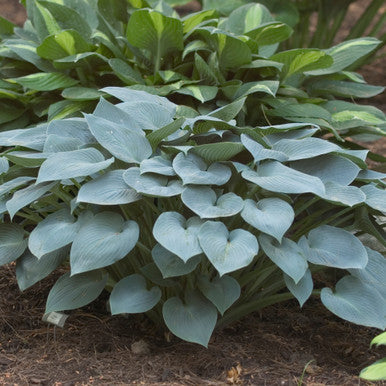 Hosta, Halcyon #1