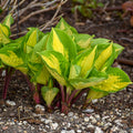 Hosta, Island Breeze #1
