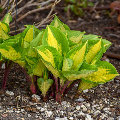 Hosta, Island Breeze #1