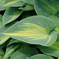 Hosta, June  #1