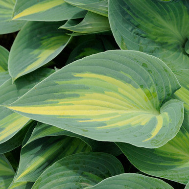 Hosta, June  #1