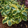 Hosta, Mighty Mouse #1