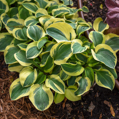 Hosta, Mighty Mouse #1