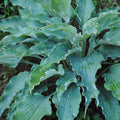Hosta, Neptune #1