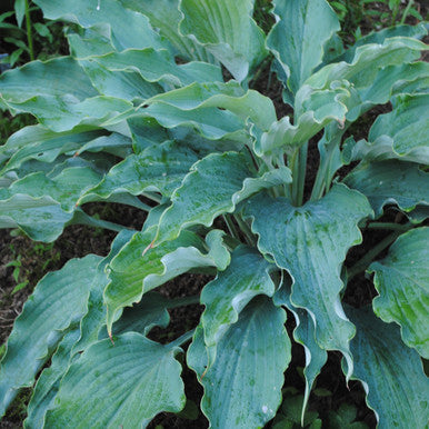 Hosta, Neptune #1