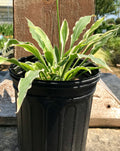 Hosta, Razors Edge #1