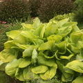 Hosta, Sum and Substance #1