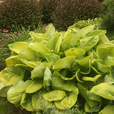 Hosta, Sum and Substance #1