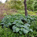 Hosta, Elegans #1