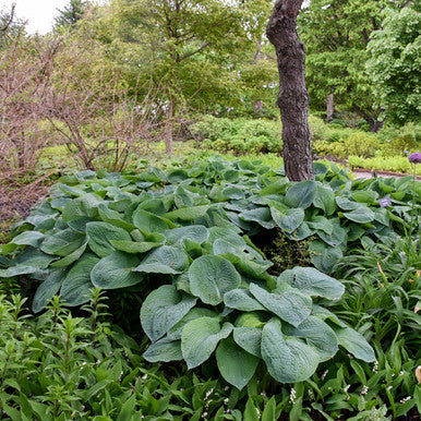 Hosta, Elegans #1