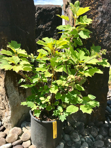 Hydrangea, Oakleaf, Alice #3