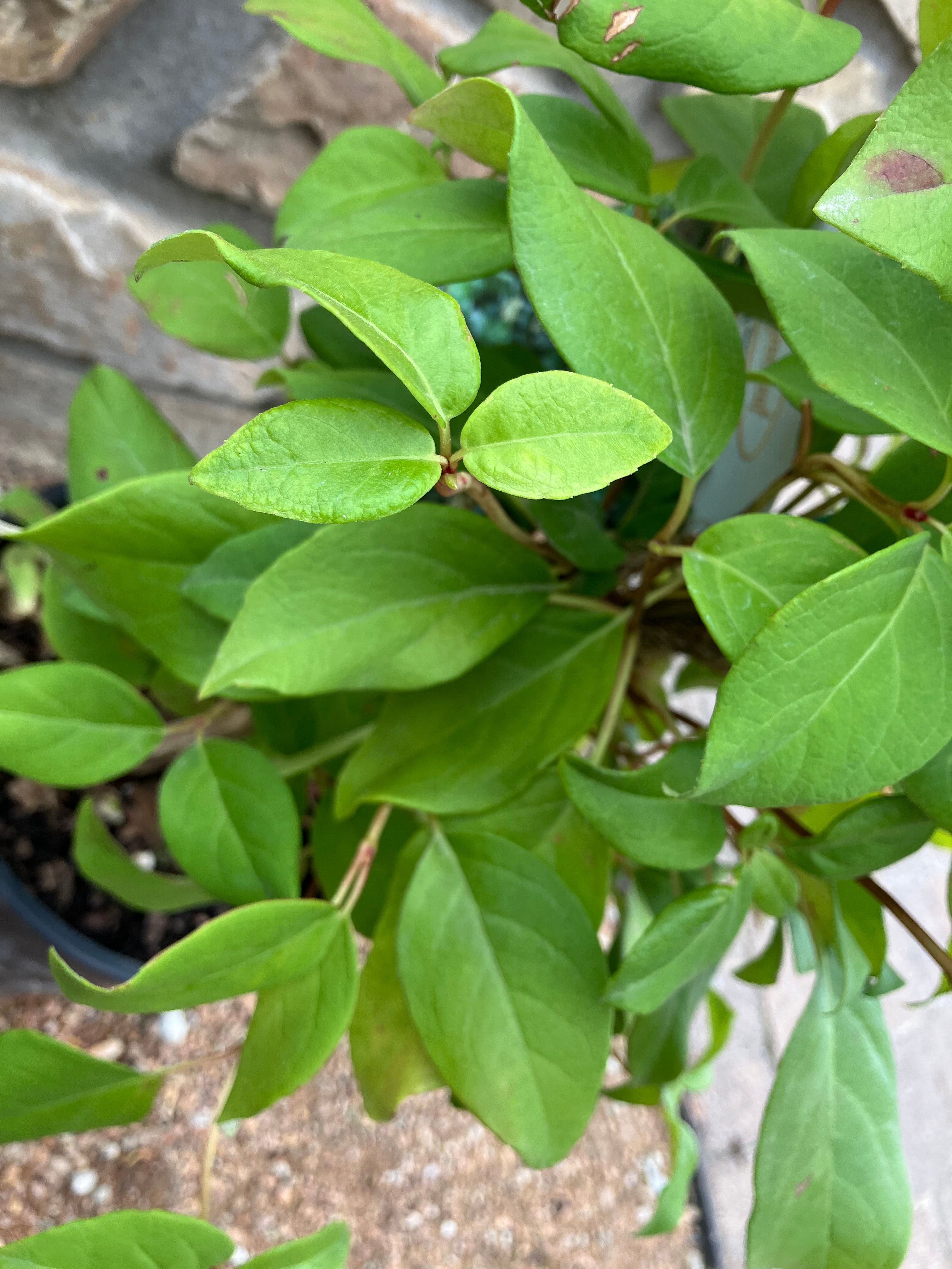 Hydrangea, Climbing, Barbara Ann