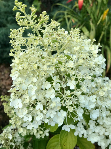 Hydrangea, Bobo #3