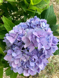 Hydrangea, Endless Summer #3