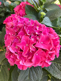 Hydrangea, Fuchsia Glow #3