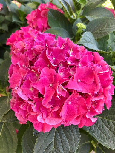 Hydrangea, Fuchsia Glow #3