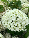 Hydrangea, Incrediball #3
