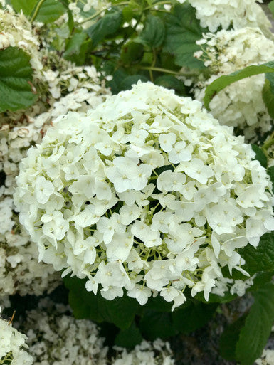 Hydrangea, Incrediball #3