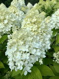 Hydrangea, Limelight #3