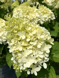 Hydrangea, Limelight Std #15