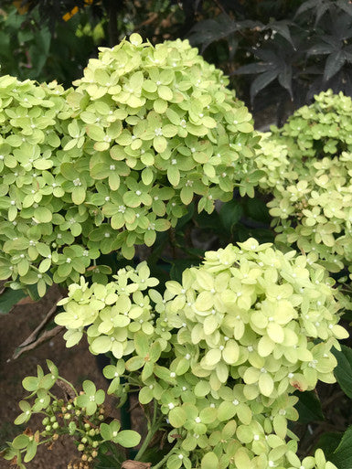 Hydrangea, Little Lime #3