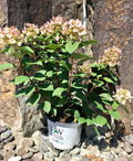 Hydrangea, Little Quick Fire #3