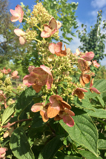 Hydrangea, Quick Fire Std #15