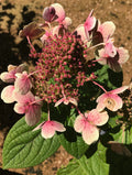 Hydrangea, Quick Fire #3