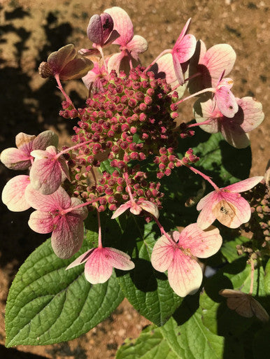 Hydrangea, Quick Fire #3
