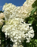 Hydrangea, Phantom Std #15