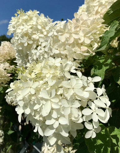 Hydrangea, Phantom Std #15