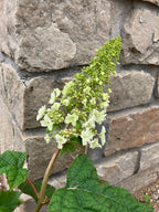Hydrangea, Oakleaf, Ruby Slippers