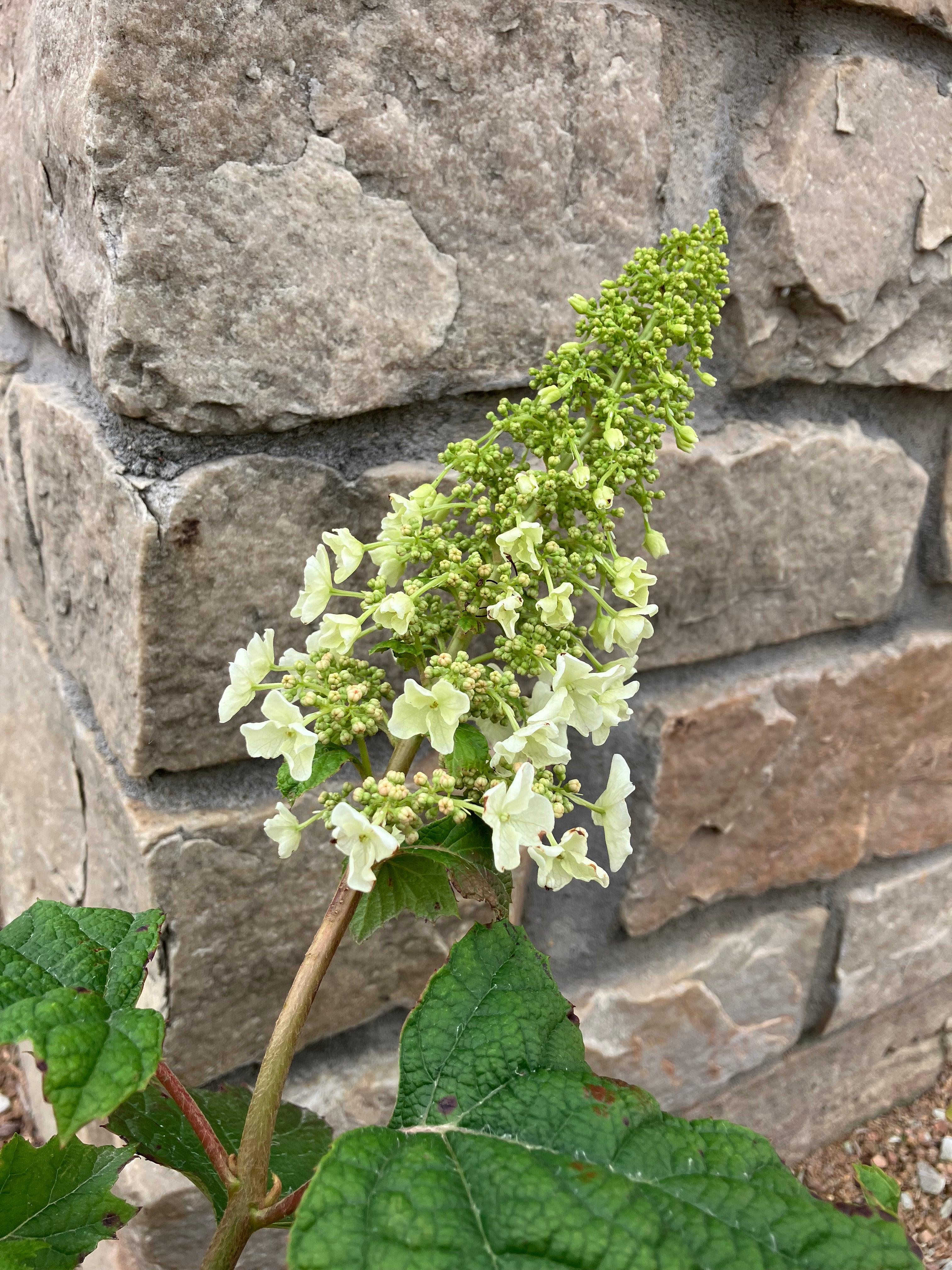 Hydrangea, Oakleaf, Ruby Slippers