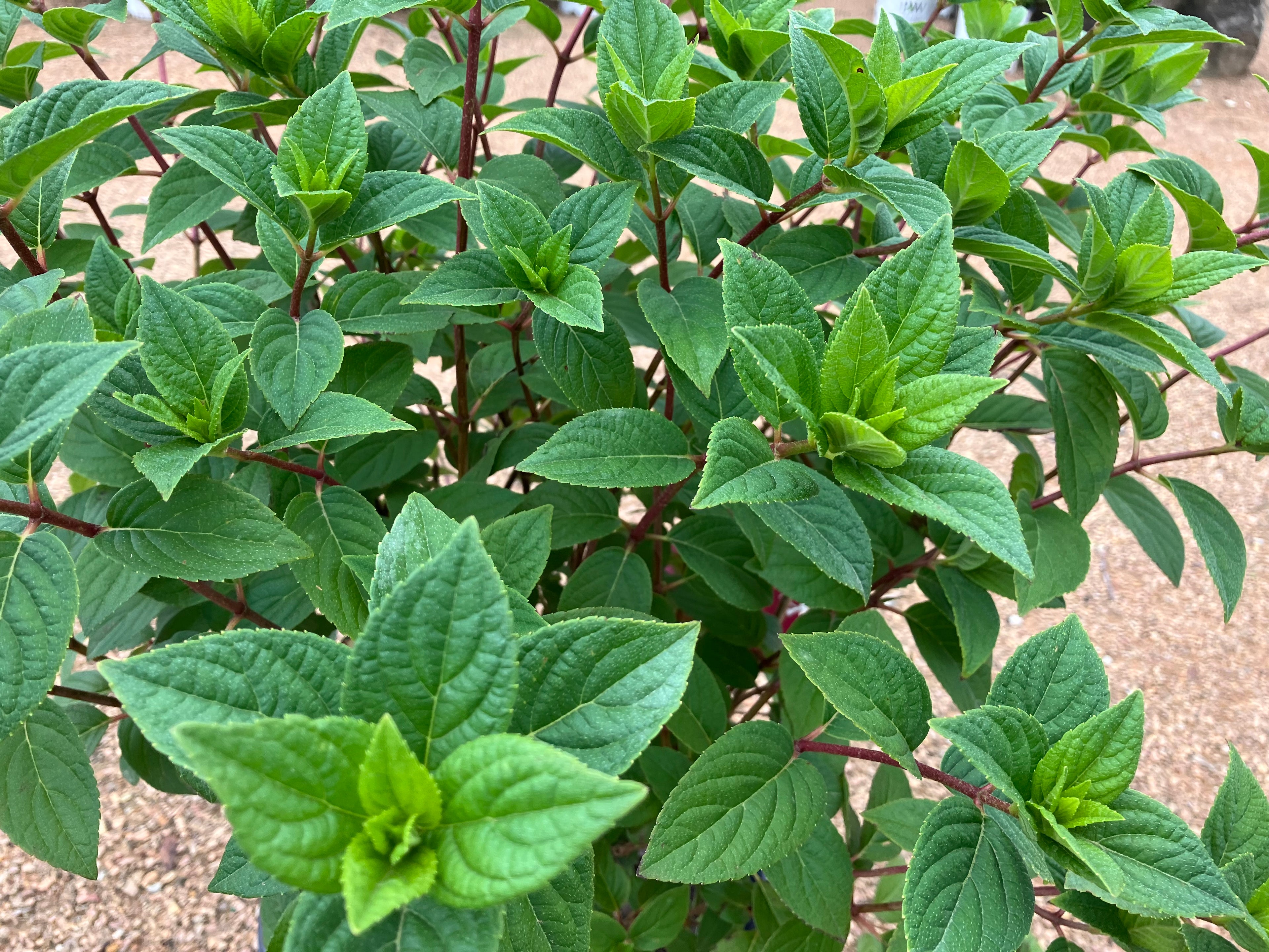 Hydrangea, Strawberry Sundae