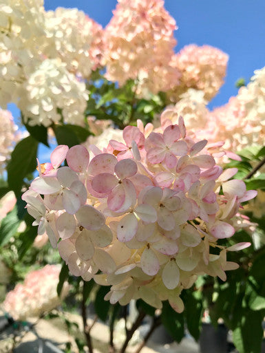 Hydrangea, Vanilla Strawberry Std #15