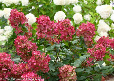 Hydrangea, Fire Light #5