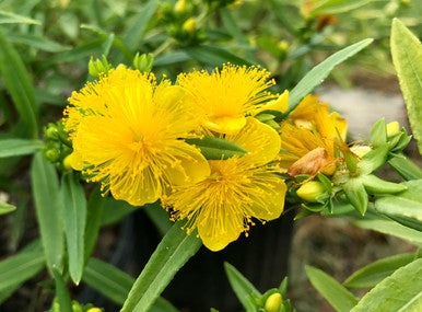 Hypericum, Ames #3
