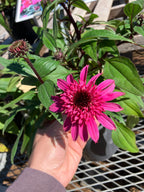 Coneflower, Doublescoop Watermelon Deluxe #1