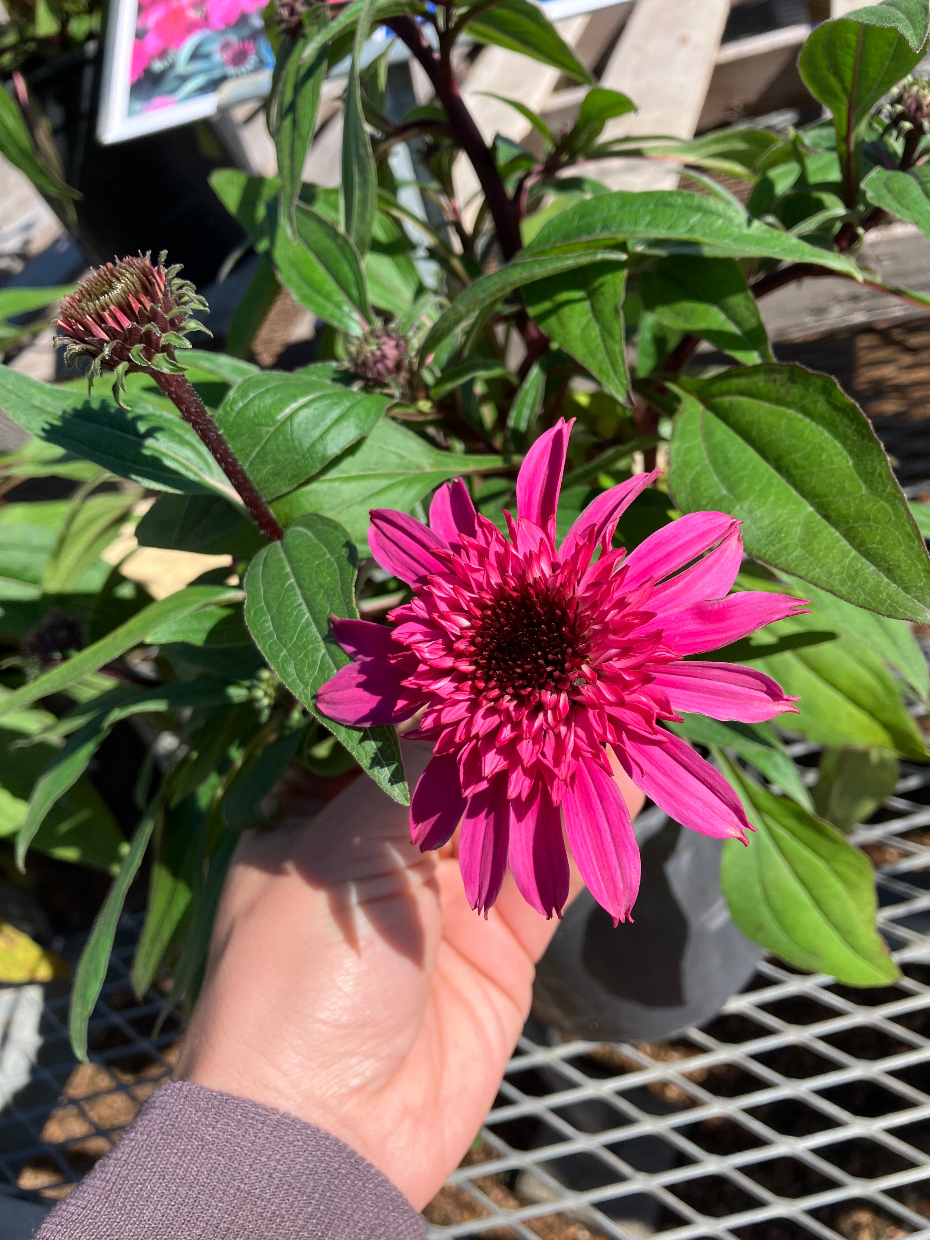 Coneflower, Doublescoop Watermelon Deluxe #1