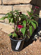Coneflower, Doublescoop Watermelon Deluxe #1