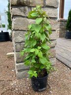 Hydrangea, Climbing, Barbara Ann