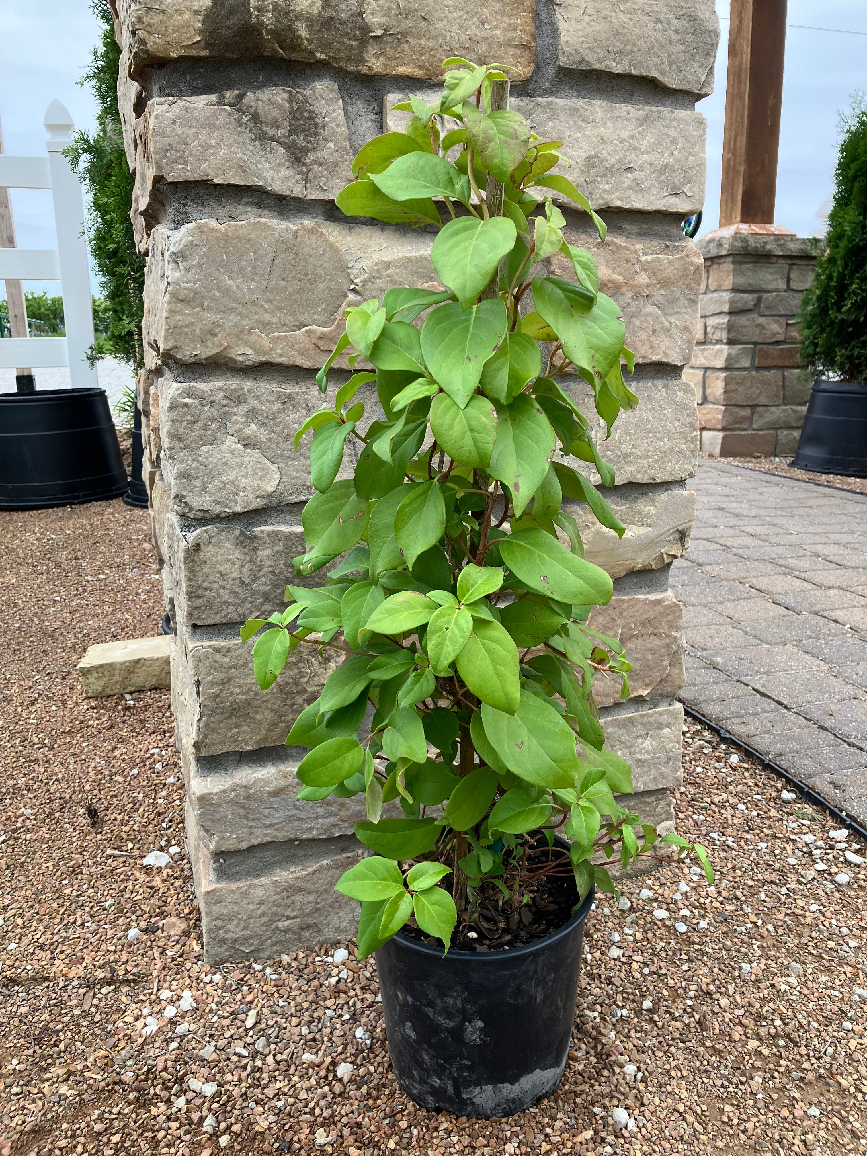 Hydrangea, Climbing, Barbara Ann