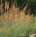Grass, Indiangrass, Indian Steel
