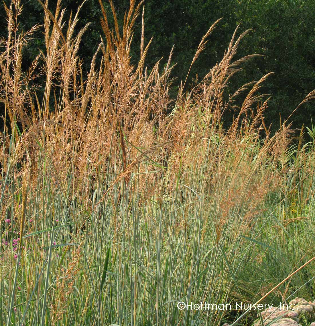 Grass, Indiangrass, Indian Steel